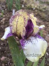 Iris Purple Paws